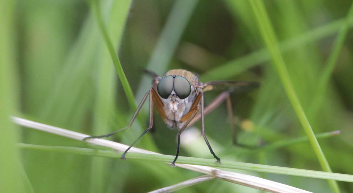 bscgscotland's tweet photo. Please ask your MSP to urge John Swinney to bring forward the sadly delayed Natural Environment Bill.

(Our #FlyFriday photo adult (?Marsh) Snipefly 18 July.
Larvae of most of our snipeflies “develop as predators in soil" &amp; "wood detritus” https://t.co/M3culH7mWL) #ACMInsect) https://t.co/WzyFx5nG64
