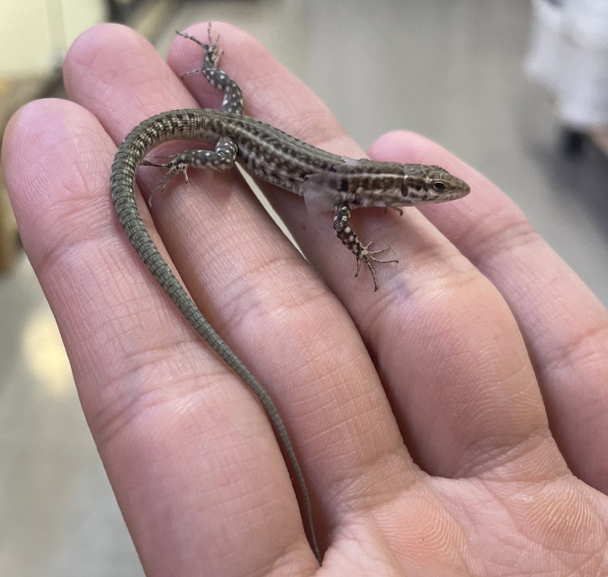 トカゲ新着〜 チレニアカベカナヘビ 国内CBのベビーがやってきました