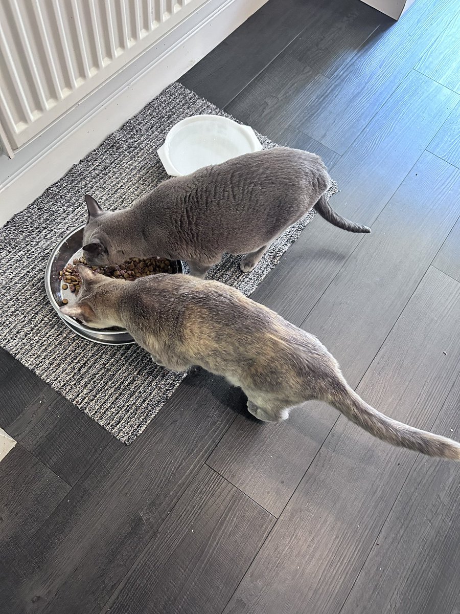There’s no snooze button on a cat who wants their breakfast!

#moseleymeows #cats #catsitting #birmingham