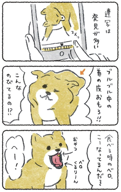 スマホの連写で撮った3日ぶりの犬

*左上の画像が1枚目です 