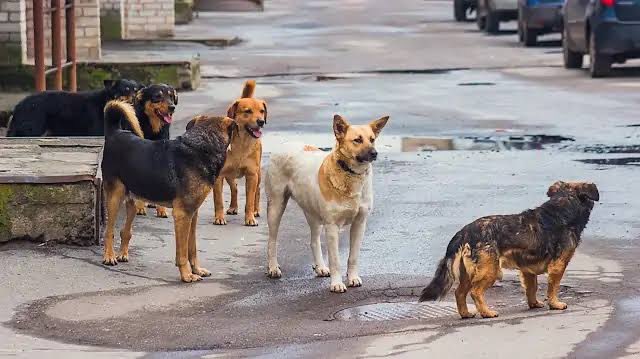 🚨#SONDAKİKA | MASAK’ın sokak hayvanlarıyla ilgili ticari yapılanma raporu:

• Bağış toplayan 21 derneğin kasasına son 3 senede 205 milyon TL girdi.

• Toplanan paraların büyük bölümü ‘mama’ yerine şahsi hesaplara gitti. 

• 67.8 Milyon TL’den fazla suç geliri tespit edildi.