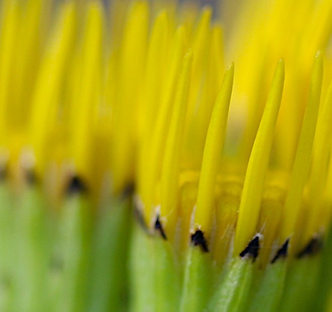 The humble ragwort blossoming in my garden.