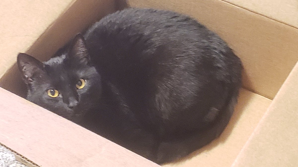 Puffit_'s tweet photo. She has claimed her box https://t.co/fdbZUSANrH