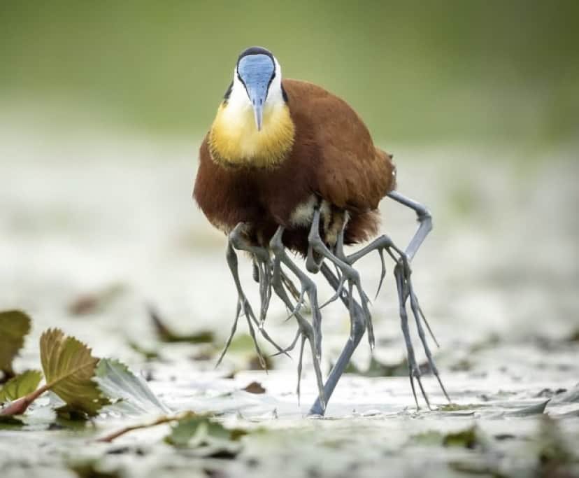 レンカクという鳥は父鳥が子育てをして、父鳥の懐から複数の足が出てる