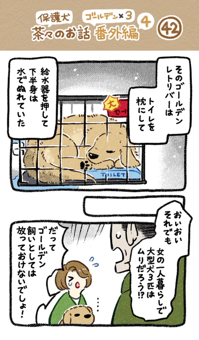 保護犬茶々のお話【第42話】 ▶︎ゴールデン×3番外編【EP.4】 #漫画が読めるハッシュタグ
