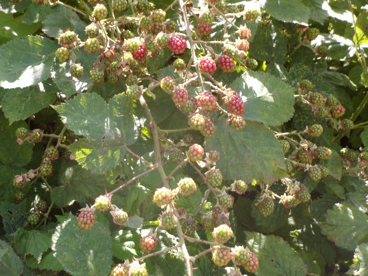 folkestoneshed's tweet image. Present joy and future hope.