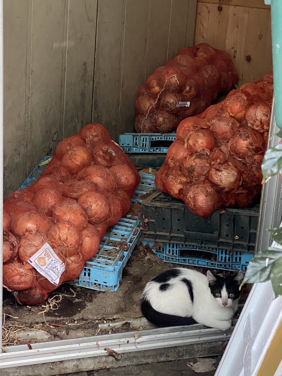 초이초이 tweet media