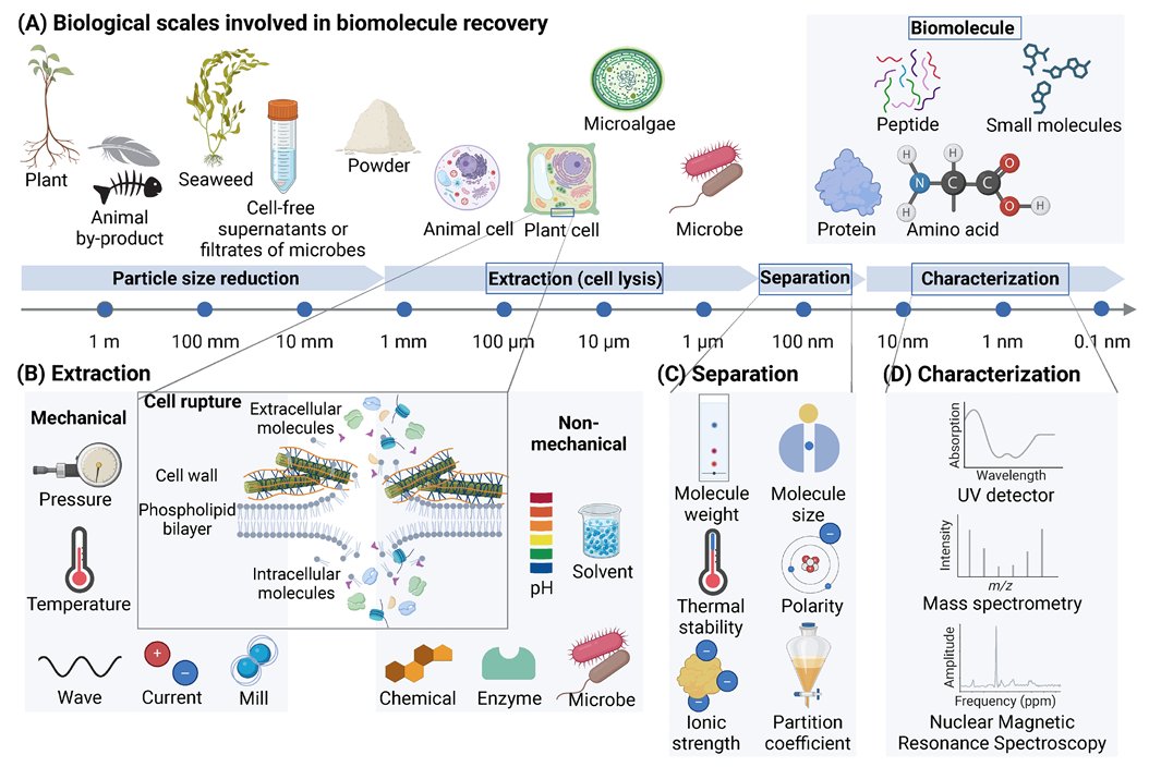REVIEW: A practical guide to the discovery of biomolecules with biostimulant activity 📘🔍🧬💡🌱 by Jing Li et al

doi.org/10.1093/jxb/er…