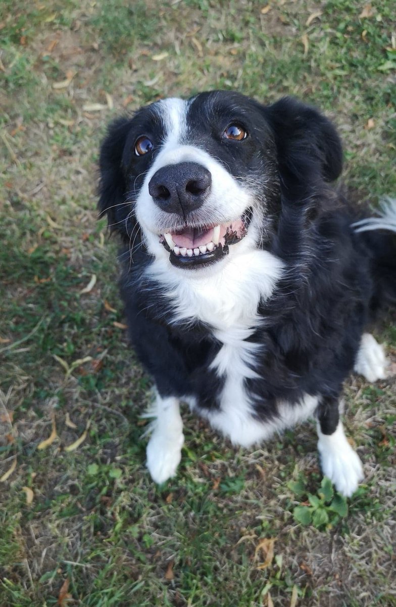 tottielimejuice's tweet image. From being such a scaredy-dog when I first got her Rosie is so happy these days. If ever I feel low she is there with a smile and a cuddle. #rescuedogs #bordercollie #wetnose