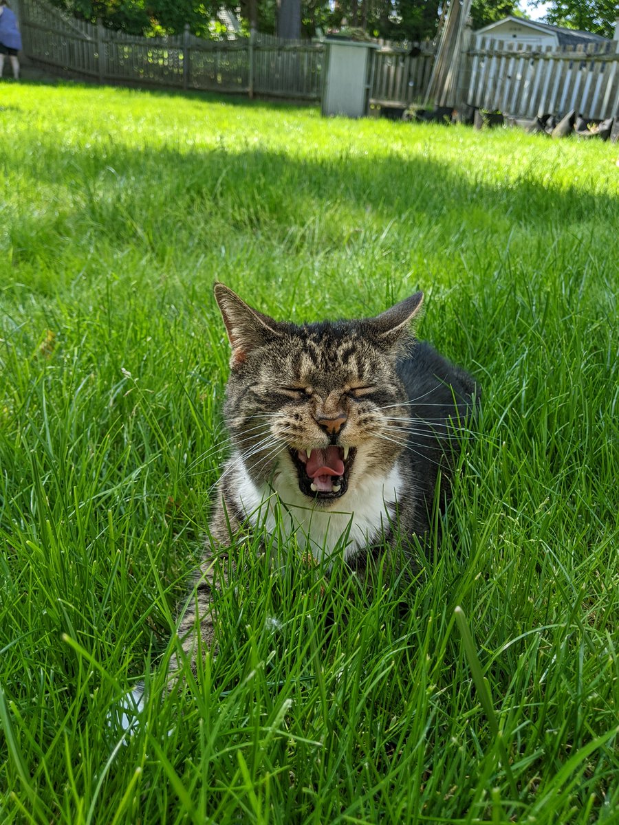 imglower's tweet photo. 3 days ago our beloved cat Smores passed away.  I'm eternally grateful that we spent so much of our lives together. Time is the most valuable currency because life is short and no one stays young and healthy forever. Go out and appreciate each moment for what it is. All is well. https://t.co/AdzPxScTh5