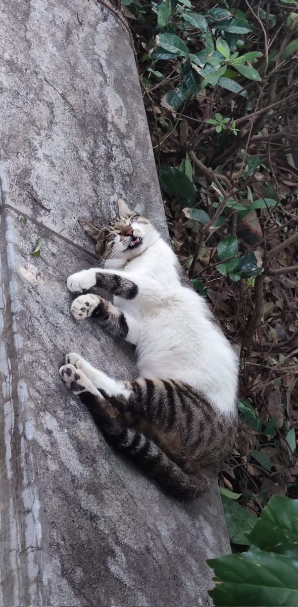 香辣鸡腿堡 tweet media