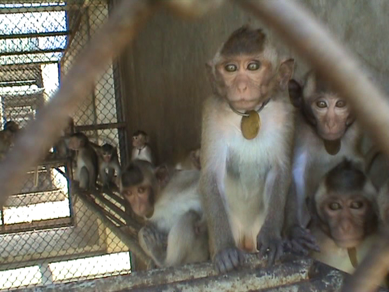 Action4Primates's tweet photo. At #CITES #AC33 meeting in Geneva, it was agreed to keep #longtailedmacaques from #Cambodia, #Philippines &amp; #Vietnam in important review that places their breeding &amp; trade under scrutiny. Long-tailed macaques are traded in their thousands for global research &amp; testing industry. https://t.co/3i0Y0RsRBZ