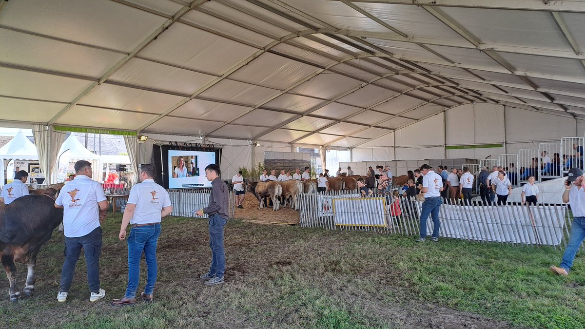 Agri_53's tweet photo. [#Cima53] Tout au long de ce week-end, sur @Mayenne_Ville, les #parthenaises 🐂 sont à l'honneur !!! 👏👍 https://t.co/rSAfrLKcIc