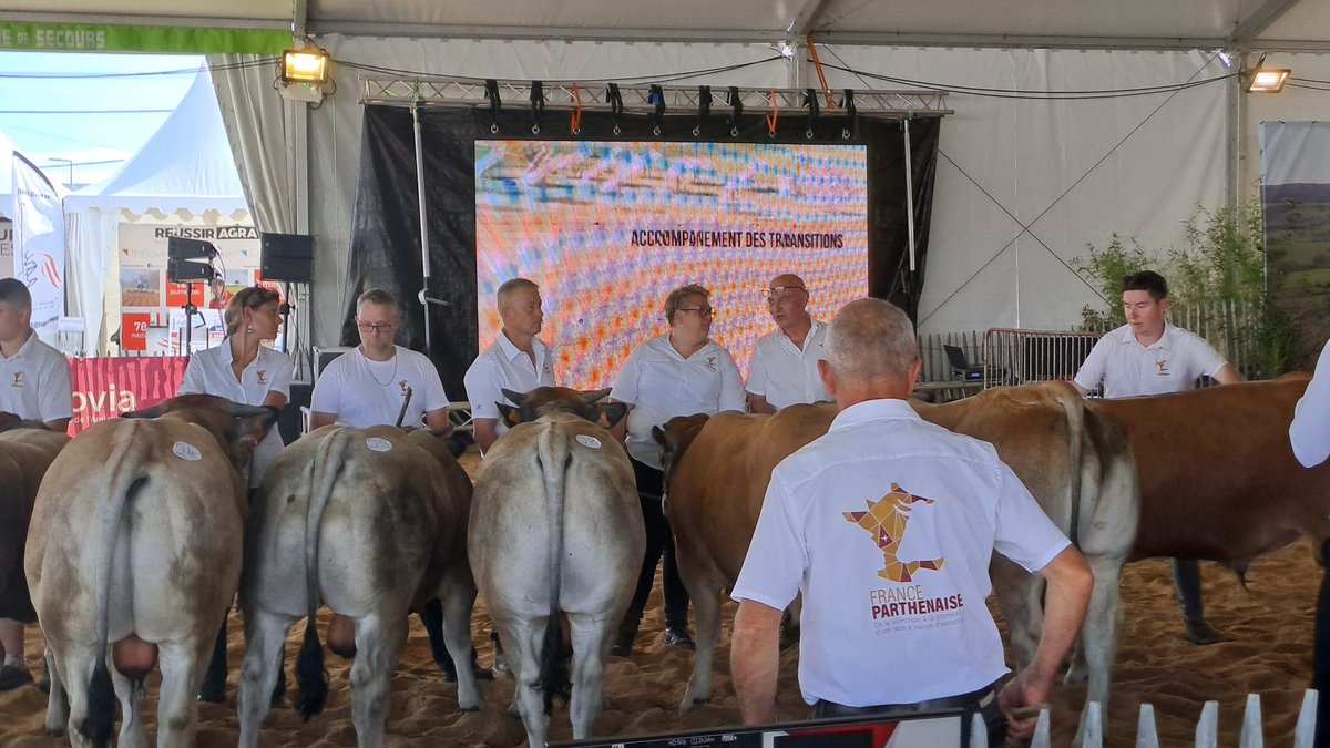 Agri_53's tweet photo. [#Cima53] Tout au long de ce week-end, sur @Mayenne_Ville, les #parthenaises 🐂 sont à l'honneur !!! 👏👍 https://t.co/rSAfrLKcIc