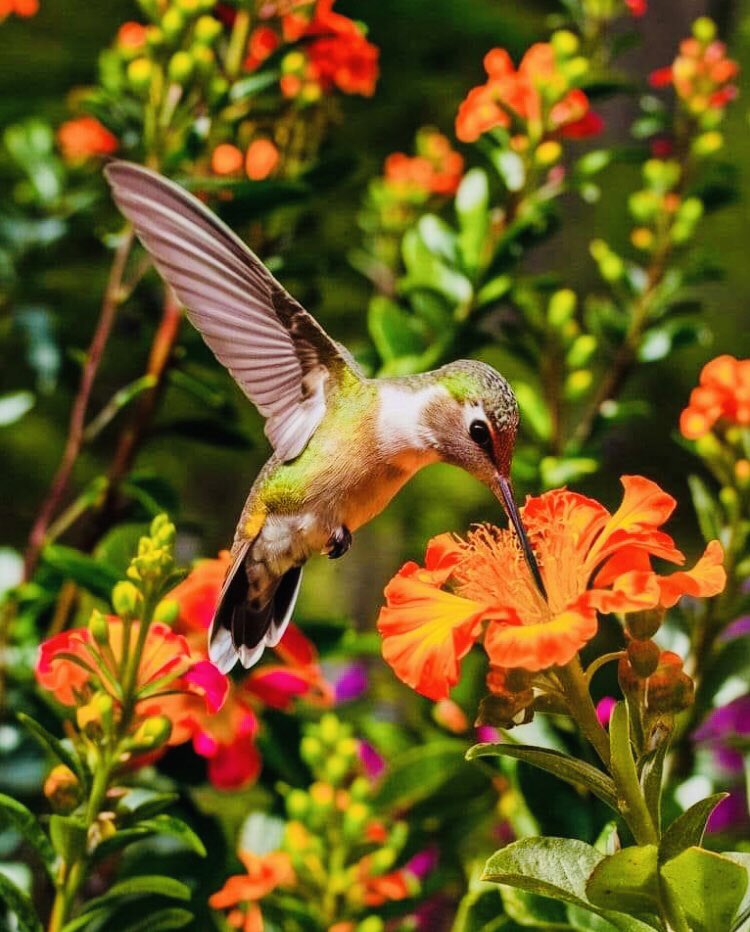 UllaMaijaMaatta's tweet photo. @YousufEngHAyya Heartfelt thanks my lovely friend Yousuf,
likewise 🧡🌿 #hummingbirdlovers https://t.co/90gdf8imCu