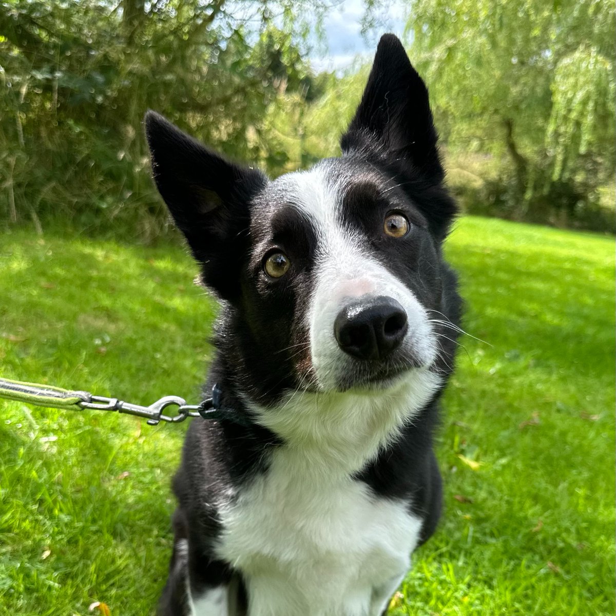 BCTGB's tweet photo. One of latest arrivals is Toby. He's 8 years old in November and has come to us from his own home as his owners husband is terminally ill and she can no longer care for Toby. Details of all our guests can be found on our website - search for Border Collie Trust GB https://t.co/HbkT50fU80