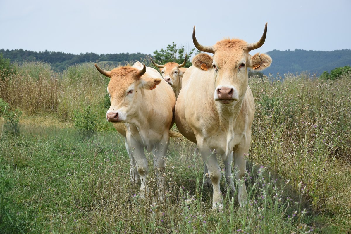 CoovaNavarra's tweet photo. 🐮Gaur gure kooperatibaren harribitxia aurkeztuko dizuegu: #Pirinioetakobehia
🏔️Pirinioetakoa da jatorriz, sendoa eta moldagarria, ilaje argikoa eta tamaina ertainekoa
🍖Kalitate handiko haragia ekoizten du, bere zapore eta ehunduragatik oso balioetsia.
#CarneCoova #Aspina https://t.co/fsmvLygfz0