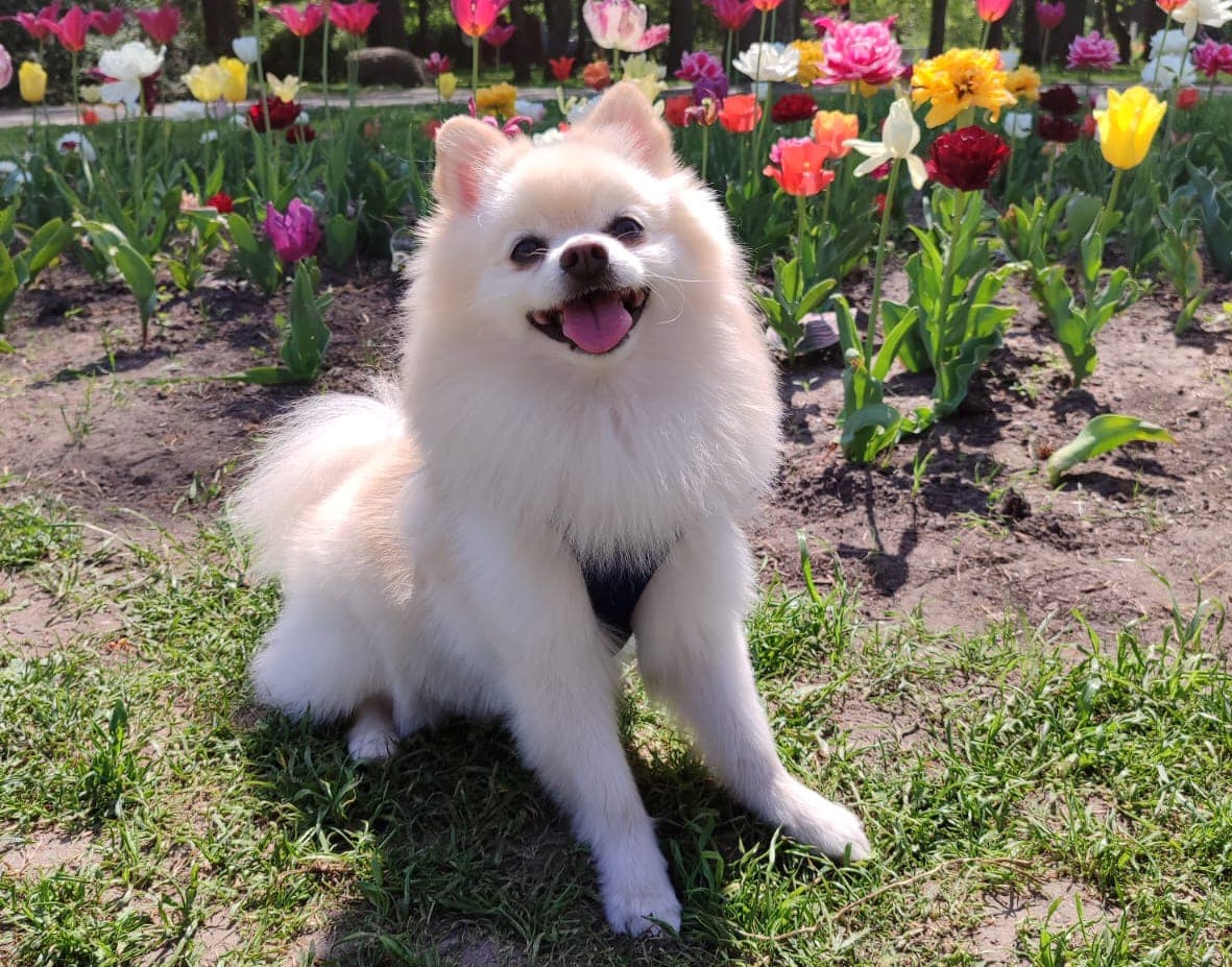 Prof. Bralczyk, z całym szacunkiem, myli się. Język jest plastyczny, zmienia się i dostosowuje do otaczającej nas rzeczywistości, tak samo jak zmieniło się podejście i rola zwierząt w świecie ludzi. Pupile mogą odchodzić, umierać. "Zdychanie" kojarzy się zresztą pejoratywnie.
EOT