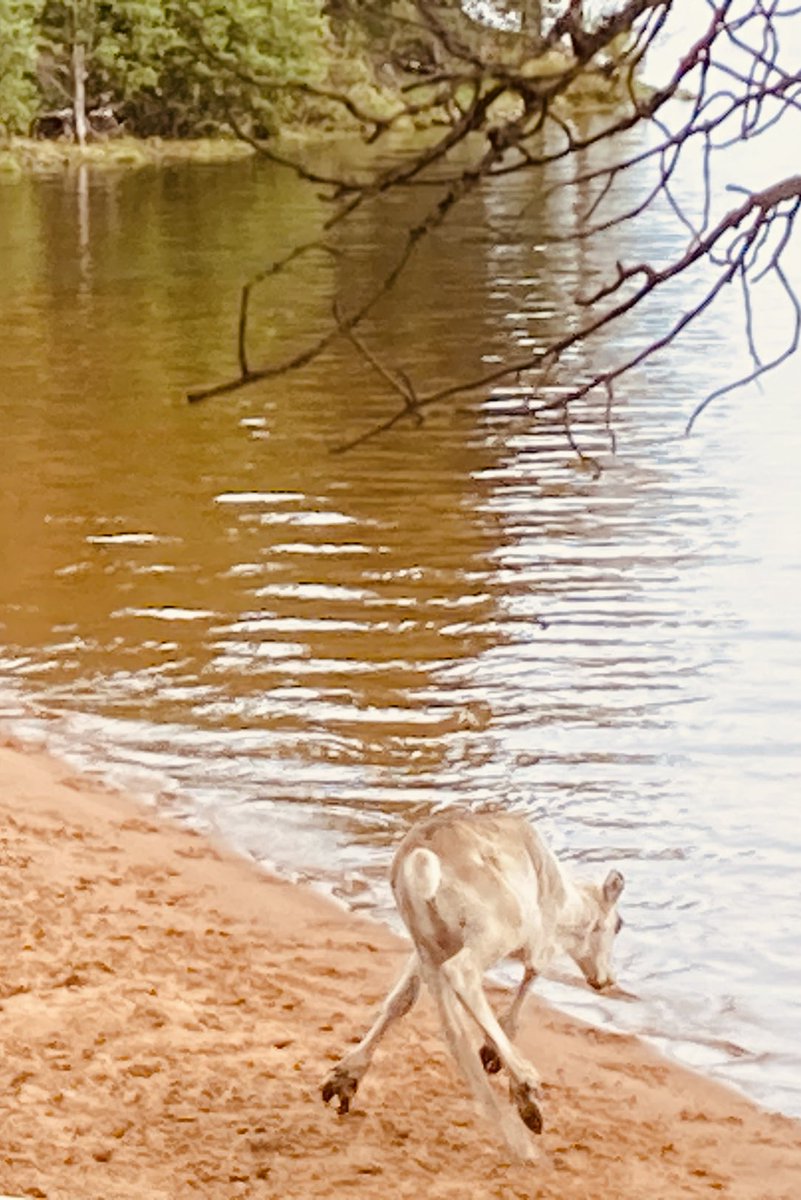 ErvastiPekka's tweet photo. Laaja, maailmanlaajuinen tietoverkkohäiriö näyttää vaikuttaneen myös kuusamolaisten porojen keskusohjausyksikköön. Epäilen hybridivaikuttamista.  #bugi #hulluporo https://t.co/Ak4MhQHycR