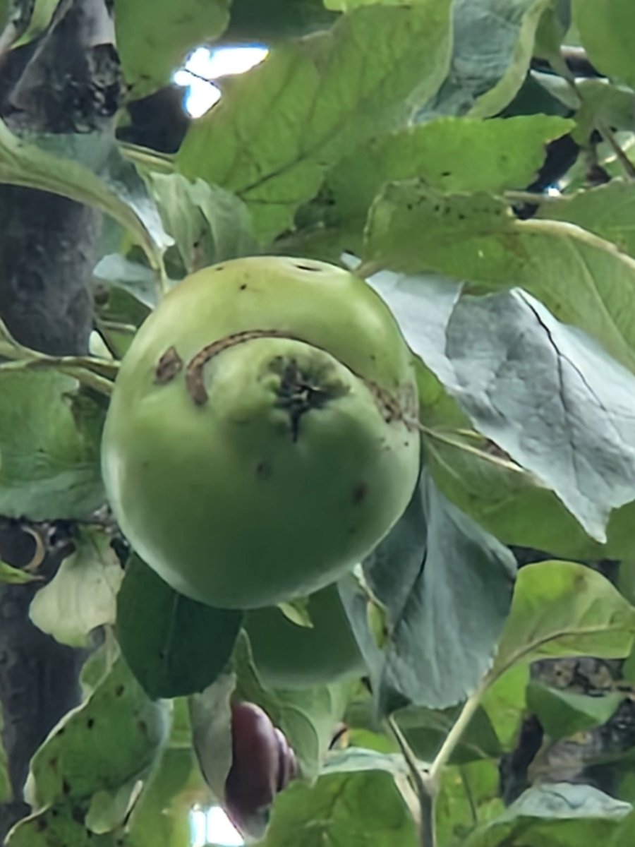 Er hangt een dolfijn in onze appelboom