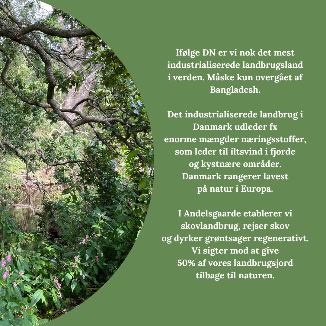 I Andelsgaarde etablerer vi skovlandbrug, rejser skov og dyrker grøntsager regenerativt. Vi sigter mod at give 50% af vores landbrugsjord tilbage til naturen.

Bliv gårdejer i forening for 150,- om måneden (75 kr. hvis du er under 28 år) her: andelsgaarde.dk
