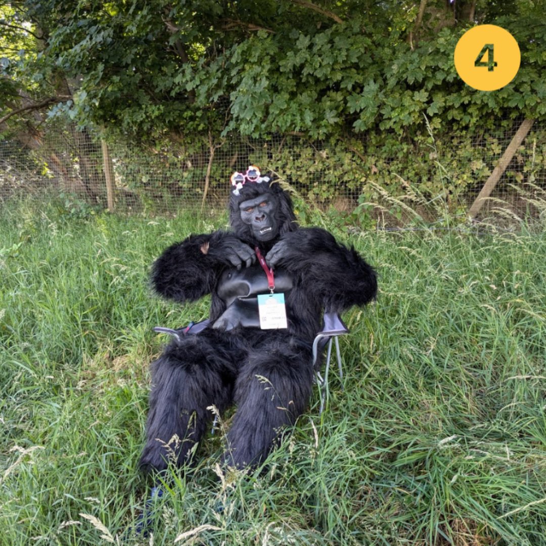 GorillaATS's tweet photo. Which Gorilla are you today? 🦍

1. Groovy Gorilla 
2. Grumpy Gorilla 
3. Get me out of here Gorilla 
4. Glam Gorilla 

Let us know in the comments below 👇

#ChooseChoice #WhatWouldYouChoose #Mood https://t.co/OBWeBFDaii