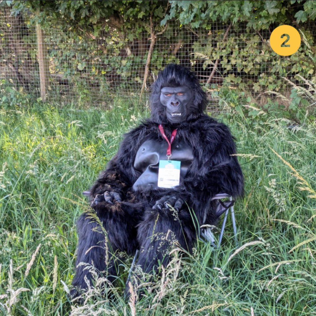 GorillaATS's tweet photo. Which Gorilla are you today? 🦍

1. Groovy Gorilla 
2. Grumpy Gorilla 
3. Get me out of here Gorilla 
4. Glam Gorilla 

Let us know in the comments below 👇

#ChooseChoice #WhatWouldYouChoose #Mood https://t.co/OBWeBFDaii