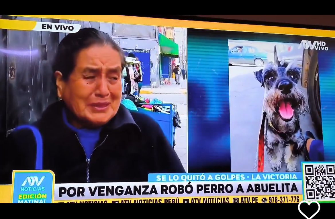 ticnt_'s tweet image. Robaron la mascota de esta anciana hace 10 días. Aseguran algunos haberla visto por el callao.

Sus hijos ya no están y su pequeña de 9 años era todo lo que tenía. Ha juntado dinero hasta para dar recompensa. Es una schnauzer, responde al nombre de Romina.

995156073
988240044