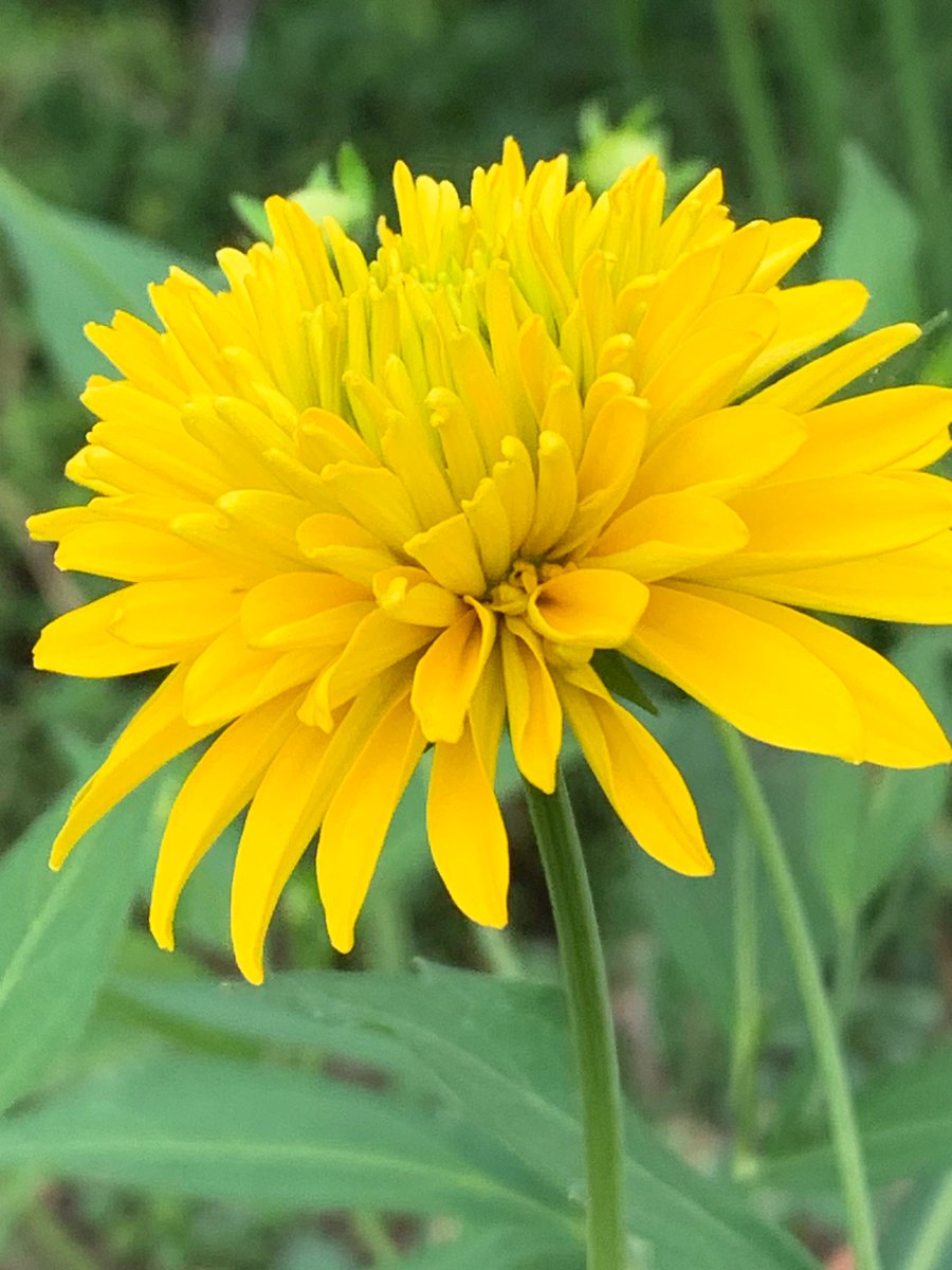 <a href="/yuma_wk02525/">ゆま‎🕊️🫧</a> 暑中お見舞い申し上げます☀️

From Nagano with Love 🌼