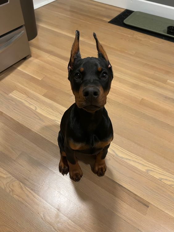 LukijanaP's tweet photo. koja je vaša omiljena rasa pasa? 🐕 https://t.co/5yyyIaW2J4