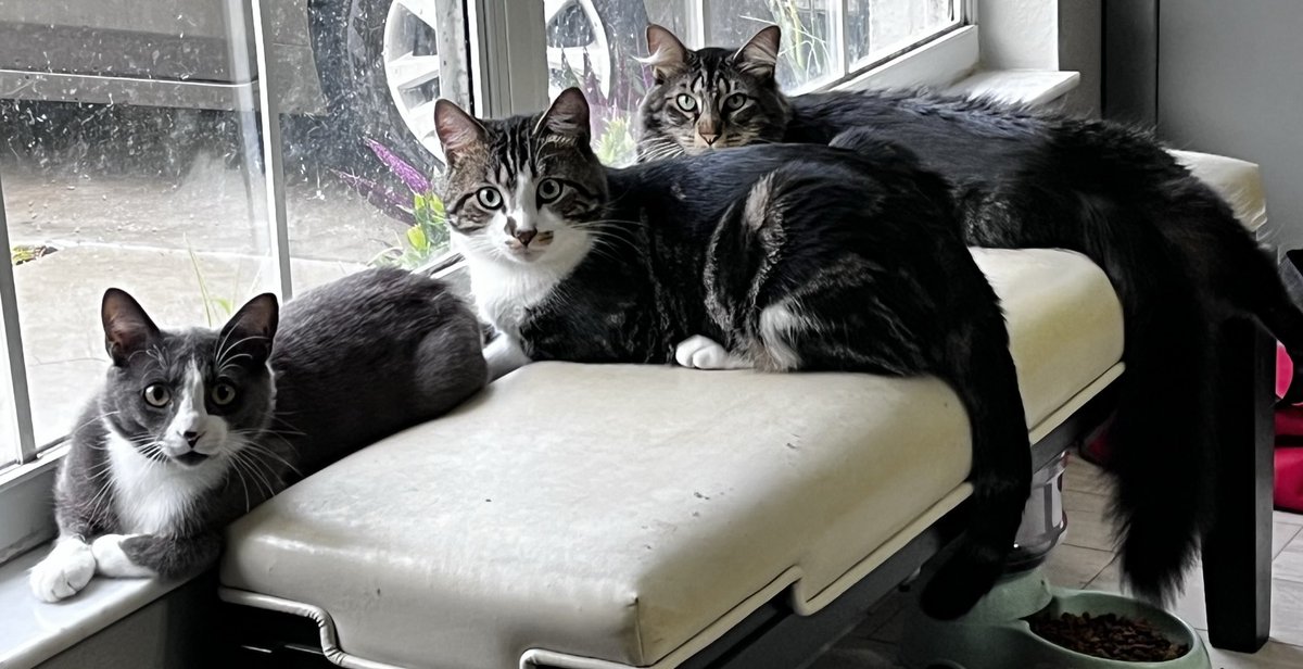 aoc_76's tweet photo. The moment you realized you have turned into a cat lady and your loving it! #catlady #cutecats #Rescuecats #AdoptAShelterCat https://t.co/0QxAuQ53Uh