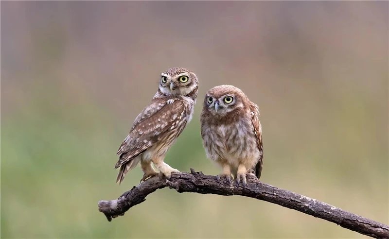 XianlinZeng6's tweet photo. Happy Friday.
#birdwatching #BIRDSTORY #NatureBeauty #naturephoto #NaturePhotography #nature #FridayVibes #FridayFeelings #Fridaymotivation #Fridayth https://t.co/NDFSfuj9Ai