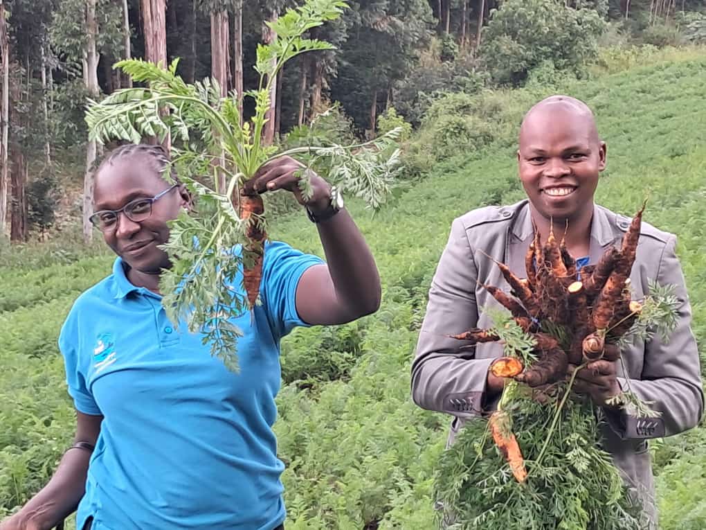 DivineOrganicUg's tweet photo. Prospects are better as farmers in Kween District improve on agronomic practices with support from Divine Organic Foods. As a valued #HortiMAP off-taker, we process the carrots into #CarrotPowder and other premium products. @TechnoServe @IrlEmbUganda 

@AmaroFoods @MothersLove https://t.co/pe7TFCPMWn