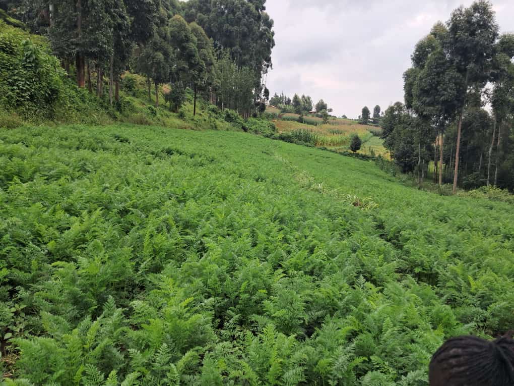DivineOrganicUg's tweet photo. Prospects are better as farmers in Kween District improve on agronomic practices with support from Divine Organic Foods. As a valued #HortiMAP off-taker, we process the carrots into #CarrotPowder and other premium products. @TechnoServe @IrlEmbUganda 

@AmaroFoods @MothersLove https://t.co/pe7TFCPMWn