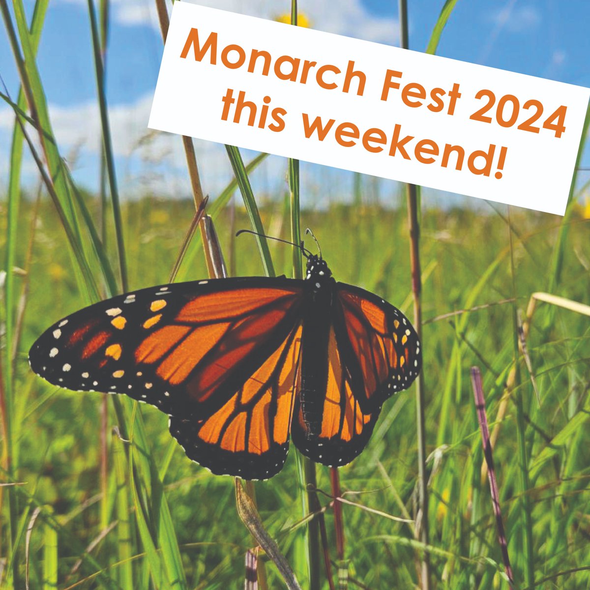 The Monarch Butterfly Festival runs this Saturday and Sunday 10am-3pm. Join us for free fun for all ages including guided hikes, milkweed giveaway, arts and crafts, plant sale, and activities with partners!