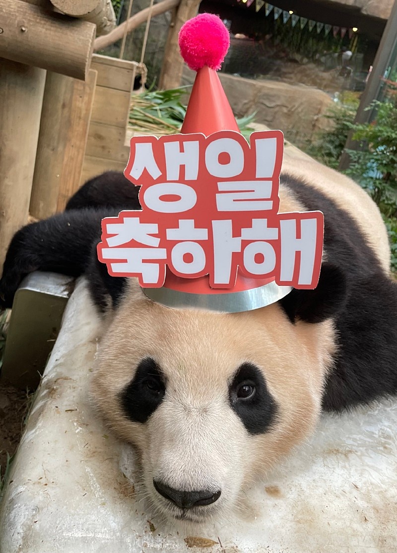 jayeunkyoung's tweet photo. 푸바오 생일축하해
#영원한_나의아기판다_생일축하해
#푸바오는_처음부터_해피엔딩이었어
#Happy4thBday_Fubao
#Happy_FUBAO_Day
사랑하는 우리 푸곰쥬님 너의 오각형 웃음 꼭 지켜줄께! 영원히 사랑해 아가야 늘
행복하자💛 https://t.co/MBKEIVGgD9
