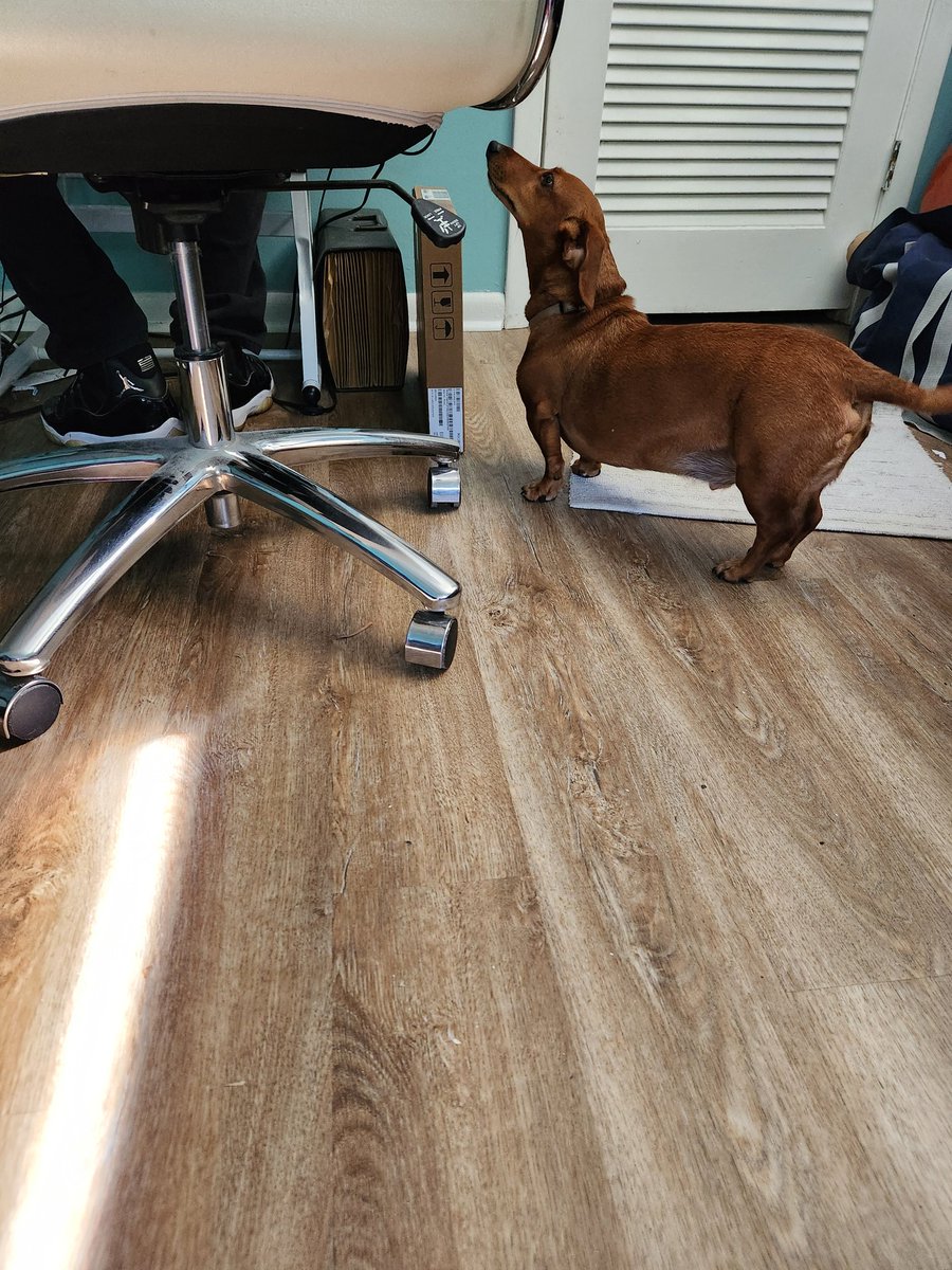 Computer man is here to fix mom's computer and he does NOT want my advice or for me to sit in his lap to snoopervise!!! Very spishus.