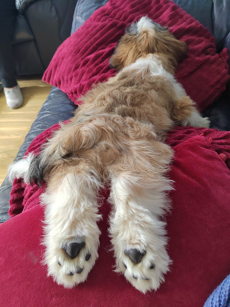 Mintyminxy's tweet image. 🥵 #SiestaTime 😴 
 
#Binky #Binx aka #MrBinkyBinx 🐾

#DogsOfX 🐶 #DogsOfTwX 🐕