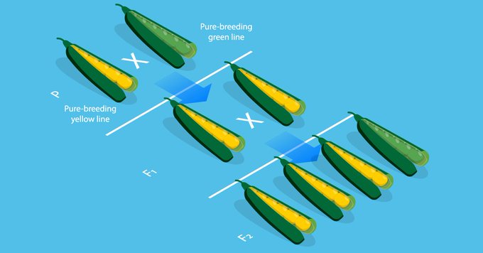 Mendelian Inheritance, Pea Plants