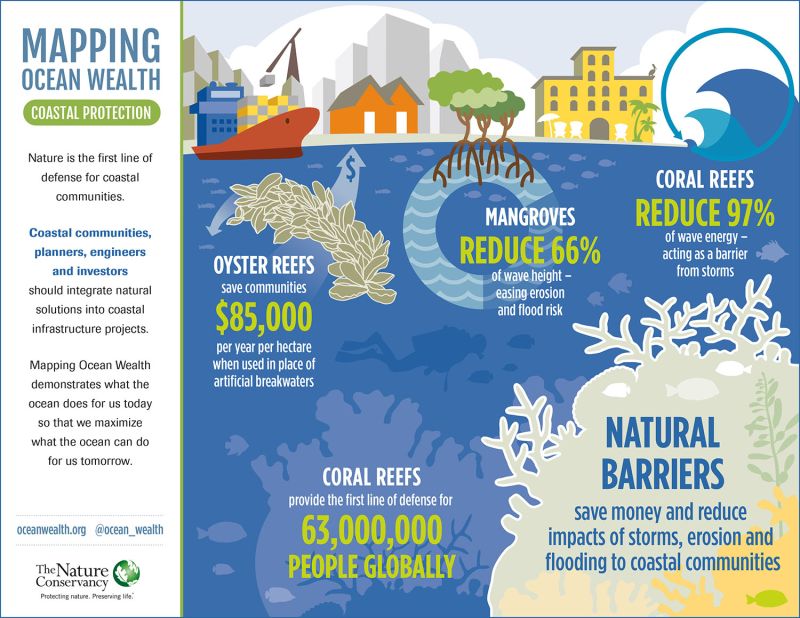 🌊 Nature is the first line of defense for coastal communities.🐠

🌿Learn more about how natural barriers save money and reduce the impacts of storms, erosion, and flooding, ensuring resilient coastal communities.🌱 

via <a href="/nature_org/">The Nature Conservancy</a>