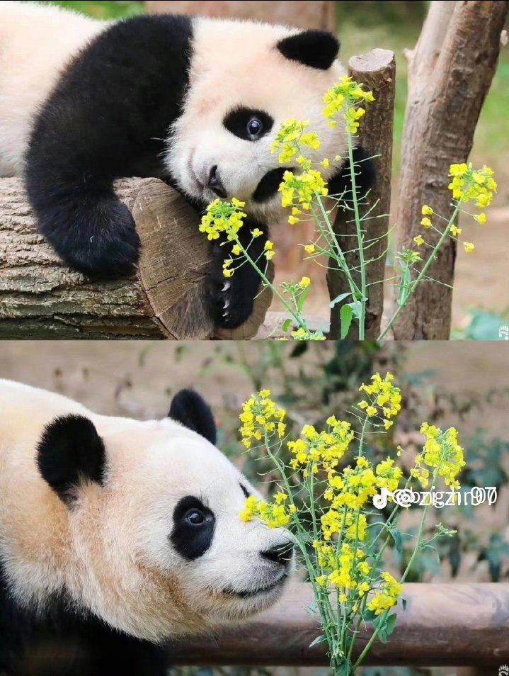 panda_fubao's tweet photo. 푸바오 생일축하해
#영원한_나의아기판다_생일축하해
#푸바오는_처음부터_해피엔딩이었어
#Happy4thBday_Fubao
#Happy_FUBAO_Day
항상 즐겁고 행복한 일만 가득하길~ https://t.co/0of6EE8rOS