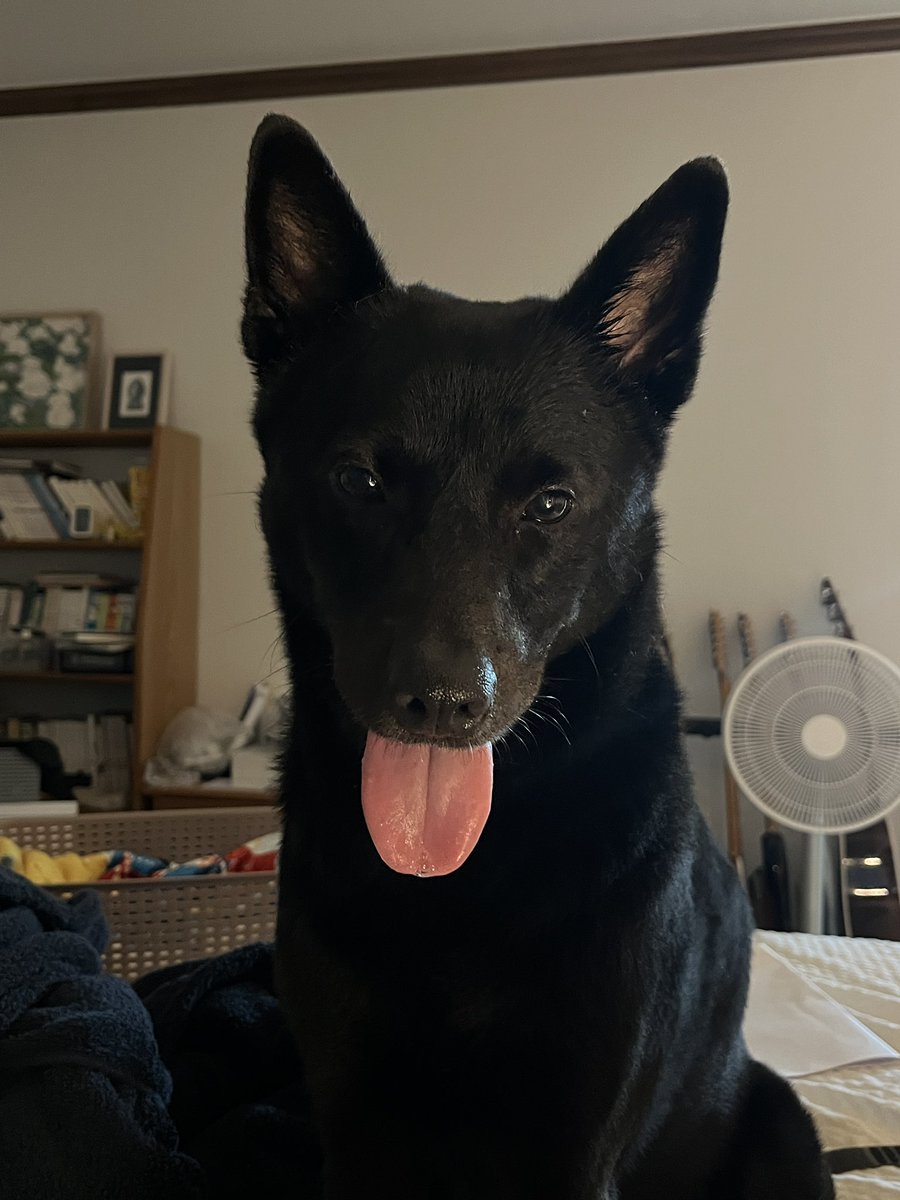 잘생기고 현재 더운 강아지