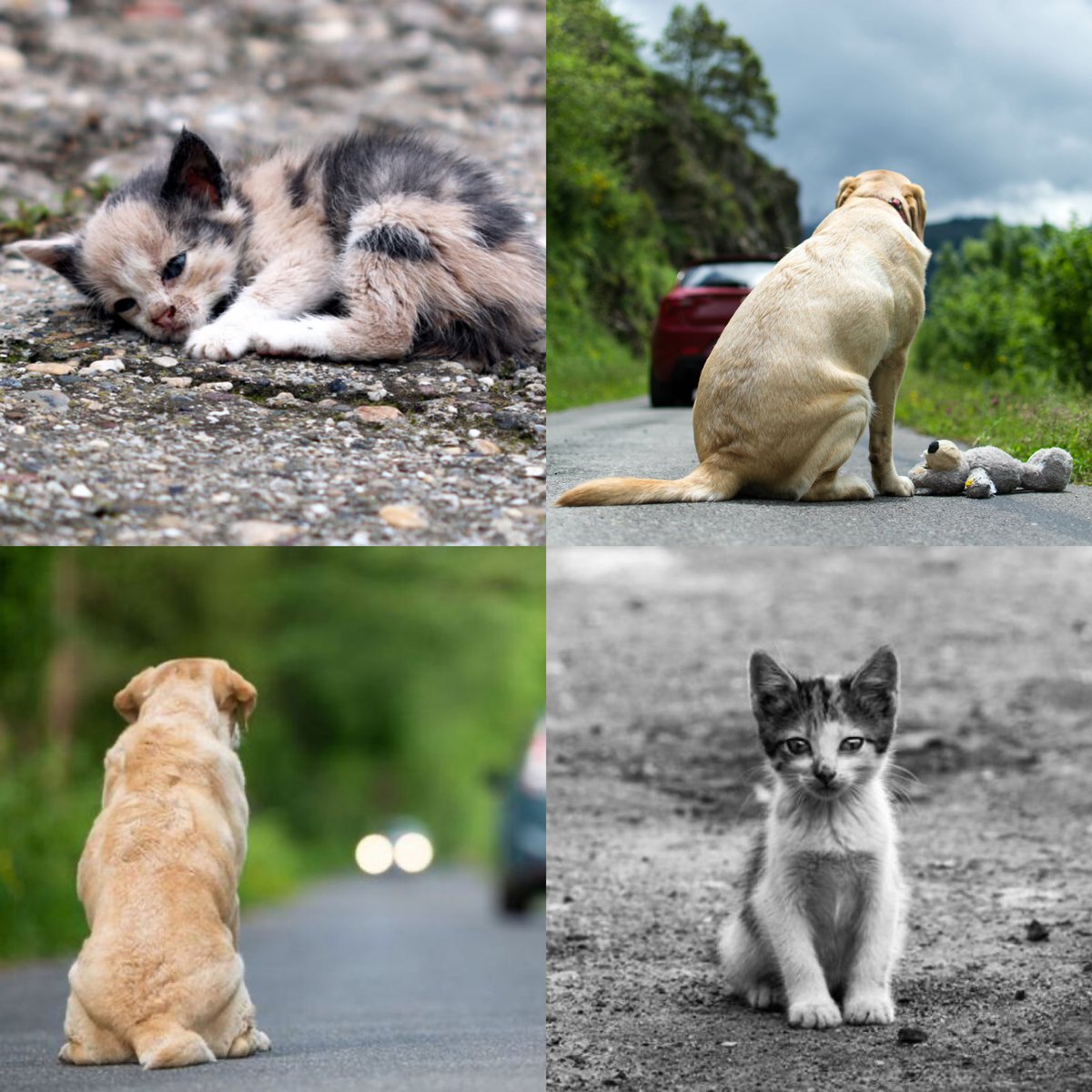 Julien_27LS's tweet image. 🚨𝗠𝗘𝗥𝗖𝗜 𝗗𝗘 𝗙𝗔𝗜𝗥𝗘 𝗖𝗜𝗥𝗖𝗨𝗟𝗘𝗥 𝗖𝗘 𝗧𝗪𝗘𝗘𝗧 𝗟𝗘𝗦 𝗚𝗥𝗔𝗡𝗗𝗘𝗦 𝗖𝗛𝗔𝗟𝗘𝗨𝗥𝗦 𝗦𝗢𝗡𝗧 𝗣𝗥𝗘𝗦𝗘𝗡𝗧𝗘𝗦 𝗘𝗧 𝗟𝗘𝗦 𝗔𝗕𝗔𝗡𝗗𝗢𝗡𝗦 𝗦𝗘 𝗠𝗨𝗟𝗧𝗜𝗣𝗟𝗜𝗘𝗡𝗧 𝗗’𝗔𝗡𝗡𝗘𝗘 𝗘𝗡 𝗔𝗡𝗡𝗘𝗘🚨

Chaque année plus de 100.000 chiens et chats sont abandonnés…