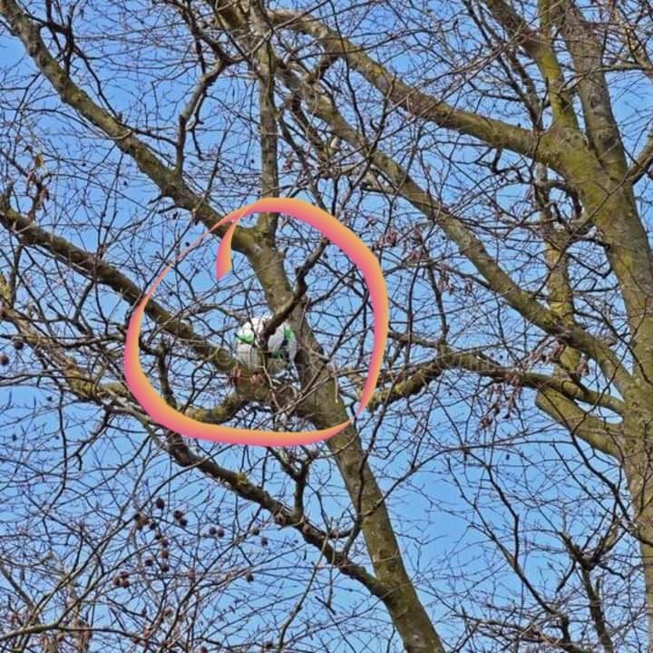 Encontraron esta pelota en un árbol sobre la 5ta avda! Si pueden enviar a alguien para que baje por favor 🙏🏼 <a href="/CCP1912oficial/">Club Cerro Porteño</a> #churin