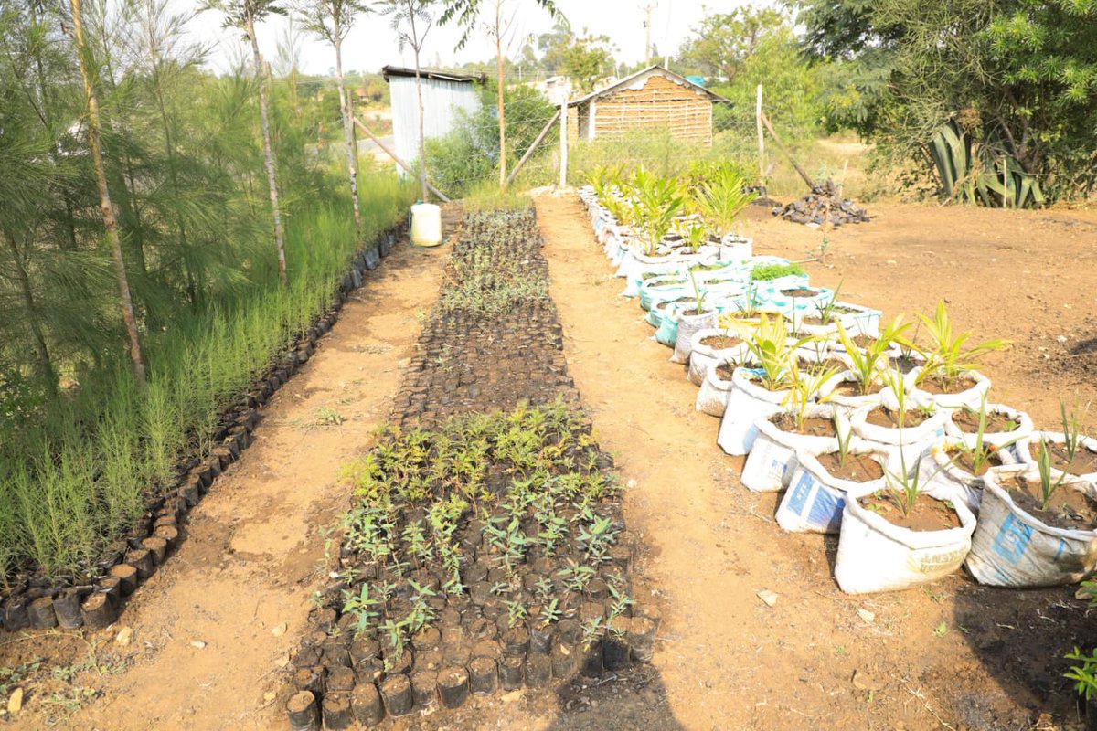 gladyswanga's tweet photo. The County Government of Homa Bay, in collaboration with the National Treasury, has successfully completed screening 80 community tree nurseries for our County Climate Resilience Investment projects. Thanks to the support of the Financing Locally-Led Climate Action (FLLoCA) initiative, we're working to protect the environment, mitigate flood risks, and promote conservation in our wards. Together, we're committed to sustainable development and climate resilience. #UnlockingEndlessPotential  #ClimateActionNow #ClimateAction