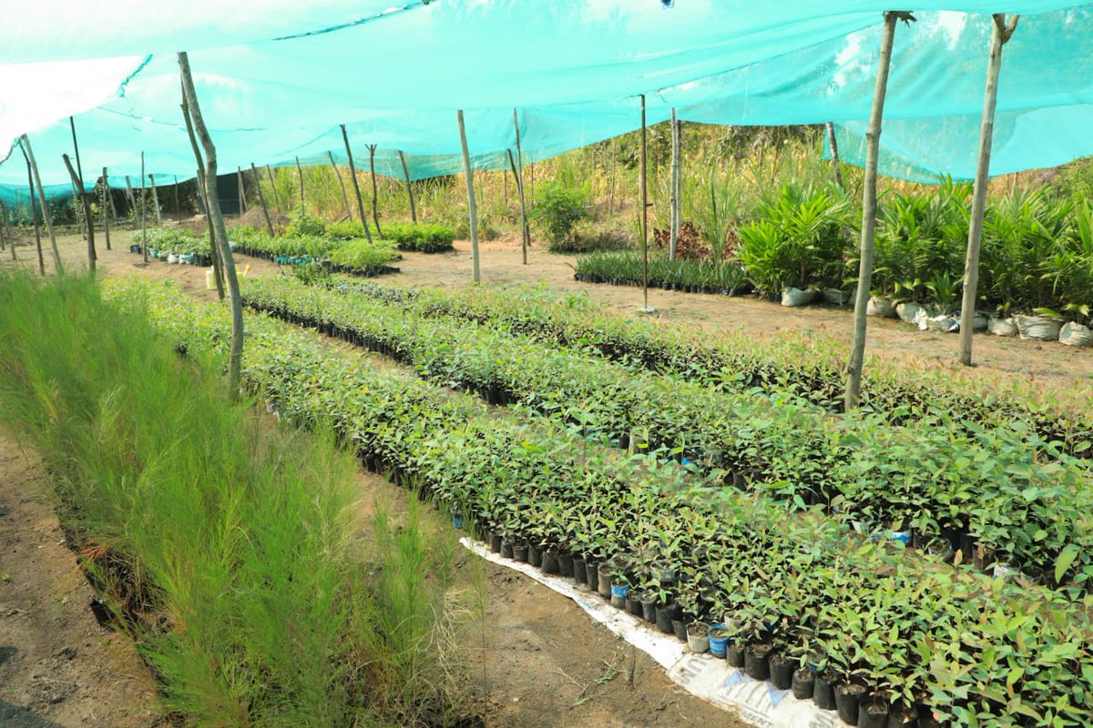 gladyswanga's tweet photo. The County Government of Homa Bay, in collaboration with the National Treasury, has successfully completed screening 80 community tree nurseries for our County Climate Resilience Investment projects. Thanks to the support of the Financing Locally-Led Climate Action (FLLoCA) initiative, we're working to protect the environment, mitigate flood risks, and promote conservation in our wards. Together, we're committed to sustainable development and climate resilience. #UnlockingEndlessPotential  #ClimateActionNow #ClimateAction