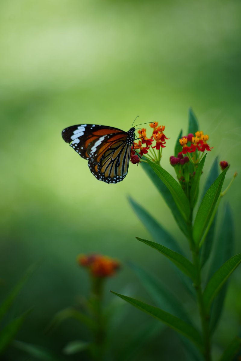 binsho176's tweet photo. Breakfast in the morning
<Minolta AF 200mm F2.8 HS APO G>
#台湾の蝶
#TaiwanButterfly
#MinoltaLens
#αLens
#AIなしのリアル写真撮影
#PhotographyWithoutAI
#写真好きな人と繋がりたい
#風景写真 https://t.co/pr3I70Xv9B