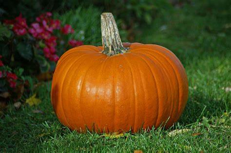 🍂 Experience the magic of fall in Springfield! 🎃 From pumpkin patches to corn mazes and hayrides, there's something for everyone to enjoy. Gather your loved ones for a memorable autumn adventure. #FallFestivities #SpringfieldAutumn #PumpkinPicking

townsites.org/c5s7