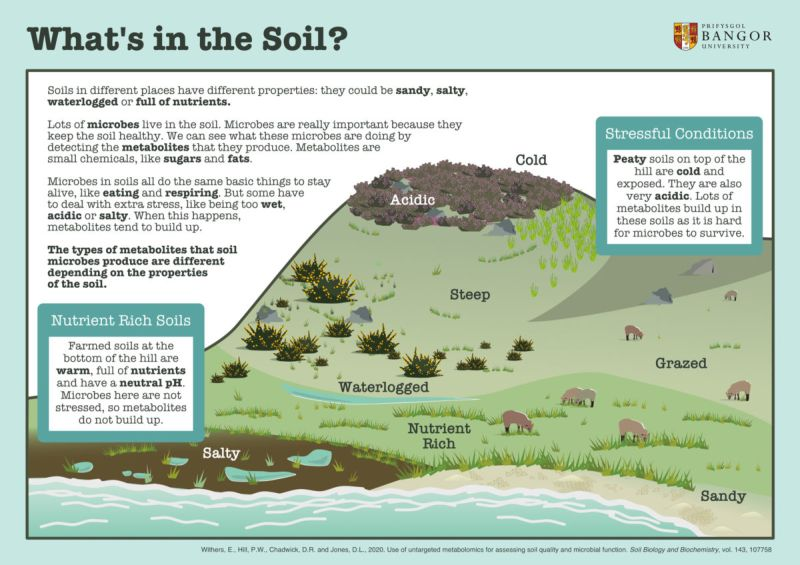 #DidYouKnow that soil #biodiversity contributes to many ecosystem services and constitutes an important resource for sustainable agricultural production? 🤔🌱 

Check out this infographic to learn more about #soil 👇 

via <a href="/BangorUni/">Bangor University</a>, Emma Withers