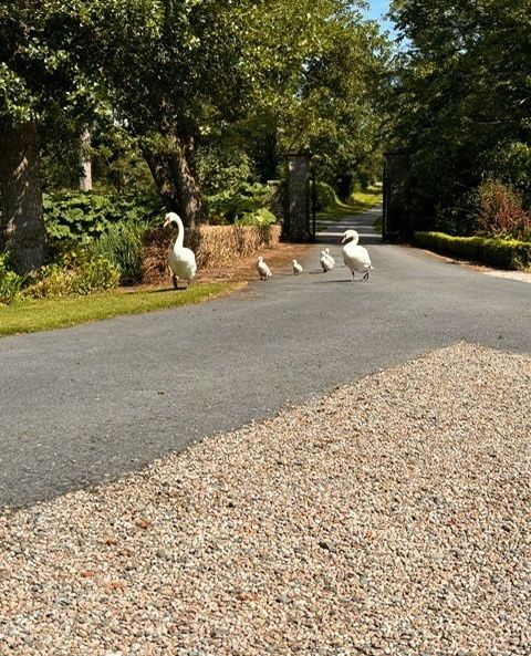 BrinsopCourt's tweet photo. Have a quacking weekend.
There's a reason we have won best recommended wedding venue by Hitched. No need to research. The last 100 couples who gave us 5* have done it for you.

Book your tour 01432 509925

#fairytaleweddings
#herefordshireweddings https://t.co/WSpXbe7h4a